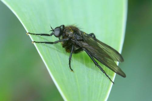 Empis ciliata